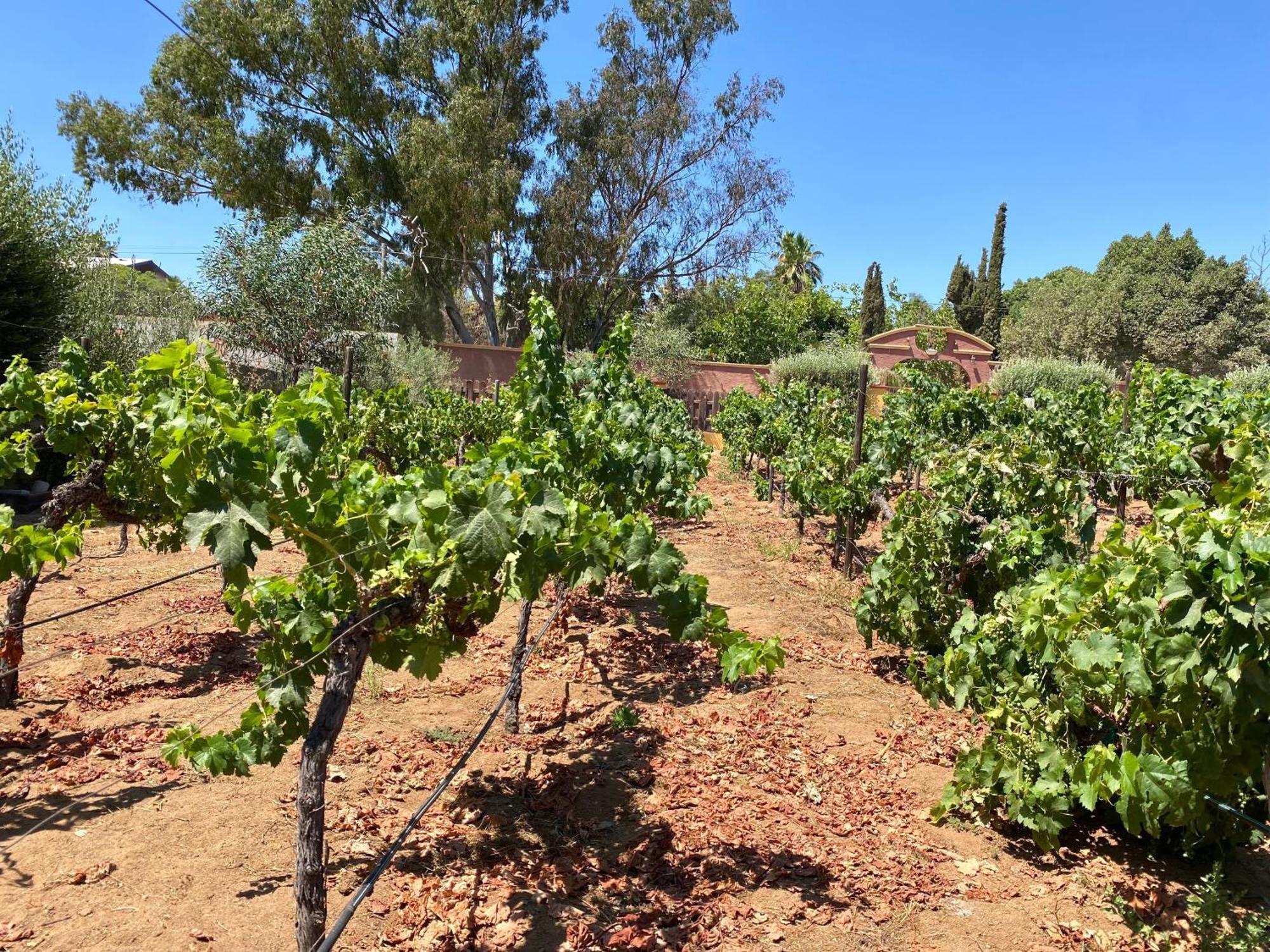Tierra Mia Hacienda Ruta Del Vino Hotel Valle de Guadalupe Exterior foto